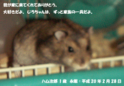 ハム次郎 おもひで広場 ジャパンペットセレモニーメモリアルフォト